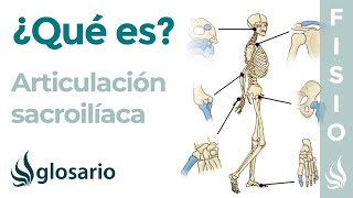 Articulación SACROILÍACA  Qué es ubicación tipo de articulación movimientos y lesiones [upl. by Yssirhc]