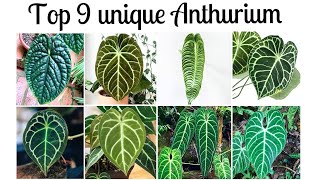 Anthurium 9 unique indoorplants with strange shapes [upl. by Harobed]