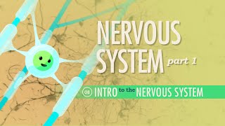 The Nervous System Part 1 Crash Course Anatomy amp Physiology 8 [upl. by Rehpetsirhc]