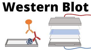 Western Blot  Protein Immunoblot explained [upl. by Pudens]