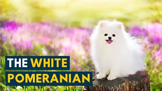 White Pomeranian What You Should Know About This Fluffy Snowy Toy Dog [upl. by Denten577]