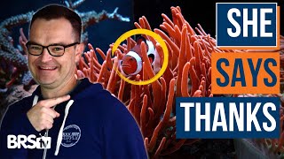 3 Ways to Cycle Your Saltwater Tank FAST Or Slow amp More EP 17 [upl. by Elnora]