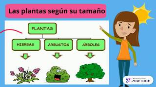 Las plantas según su tamaño para niños [upl. by Ossy132]