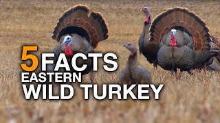 5 FACTS  Wild Turkey True Facts [upl. by Goody]