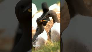 Guillemots [upl. by Ennylcaj290]