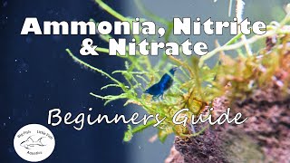 Ammonia Nitrite and Nitrate  Beginners Guide [upl. by Gnik278]