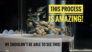 A BEAUTIFUL PROCESS  From Cichlid EGGS to Cichlid FISH in 24 days [upl. by Nanreik]