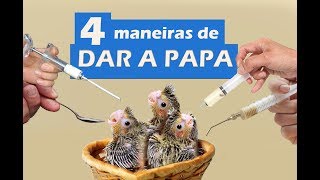 Como alimentar os filhotes de calopsita na papa 4 maneiras diferentes [upl. by Ayekahs]