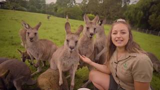 Learn all about Kangaroos and Wallabies [upl. by Seely]