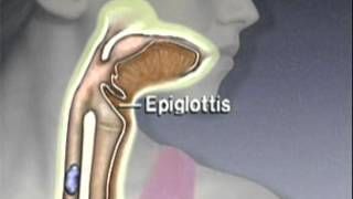 Through the Esophagus The Function of Peristalsis [upl. by Ladnar241]