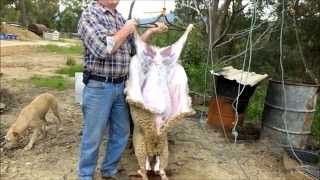 Homesteading  Slaughtering and Butchering Lambs  Part One [upl. by Idalla]