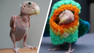 Adorable Naked Bird Becomes Internet Sensation [upl. by Karole806]