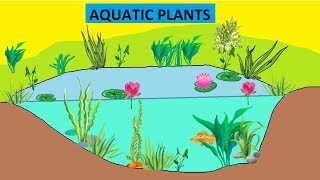 CBSE Class 4 Science Aquatic Plants [upl. by Robet]