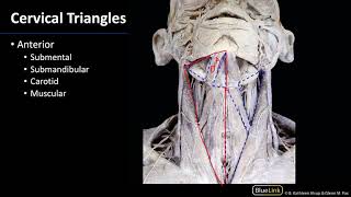 Anterior Neck  Triangles [upl. by Arihsat]