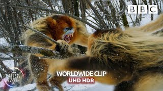 Animal fights Snubnosed snow monkeys fight 👊  Seven Worlds One Planet  BBC Earth [upl. by Aekin276]