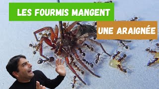 Des fourmis qui mangent une araignée fourmis VS araignée fourmis [upl. by Navlys]