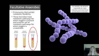 Microbial Metabolism  Fermentation Aerobic and Anaerobic Cellular Respiration [upl. by Leraj695]