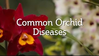 Common Orchid Diseases [upl. by Elwaine]