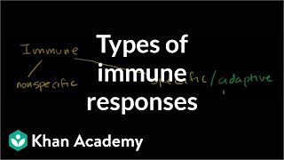 Types of immune responses Innate and adaptive humoral vs cellmediated  NCLEXRN  Khan Academy [upl. by Yornoc162]