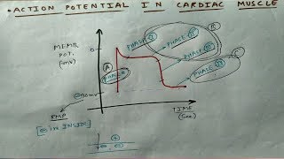 Action potential in Cardiac Muscle  1  TCML [upl. by Ahsenroc818]