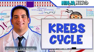 Metabolism  The Krebs Cycle [upl. by Leith331]