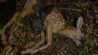 Deer Decomposition  Timelapse 4K [upl. by Leacock31]