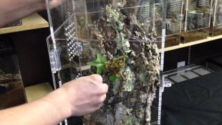 Arboreal Tarantula Enclosure Setup [upl. by Masson]