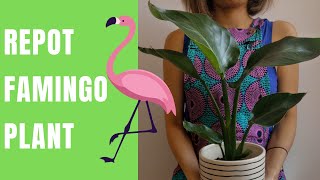 How to repot anthurium plant  repotting flamingo flower [upl. by Yrocaj518]