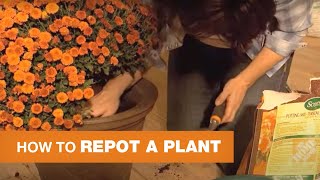 How to Repot a Plant [upl. by Ilarrold182]