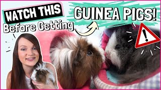 15 Things You Need to Know Before Getting GUINEA PIGS [upl. by Pinzler]