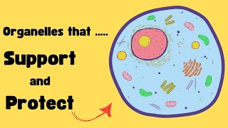 CELL MEMBRANE  CYTOPLASM  CYTOSKELETON Explained [upl. by Emersen974]