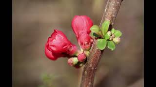 Bonsai Species ProfileFlowering Quince What is it how to care and train for best results [upl. by Leahcimluap422]