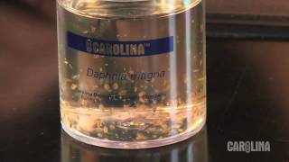 How to Care for Daphnia [upl. by Keelia]