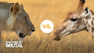 How these Lions Challenged the Giraffes I Nature is Brutal [upl. by Persian969]