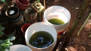 How to grow Green Water Algae [upl. by Ahsrats514]