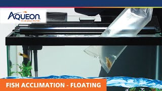 How to Acclimate Your Fish  Floating Acclimation [upl. by Bierman748]