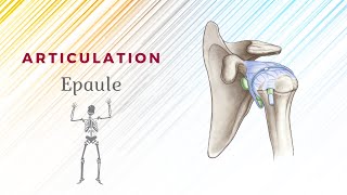 Anatomie De Lépaule  Articulation ScapuloHumérale [upl. by Boelter147]