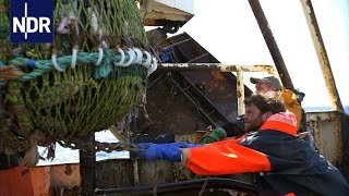 Fischfang auf der Hochsee Was treibt Männer in die Fischerei  7 Tage  NDR Doku [upl. by Mile]