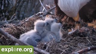 From Nest To Fledge  Eagle Chicks [upl. by Nohsal129]