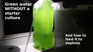 Green Water WITHOUT a Starter Culture  From Scratch  How To [upl. by Emirac92]