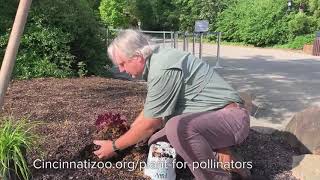 How to Plant Pollinator Garden  Cincinnati Zoo [upl. by Rabbi]