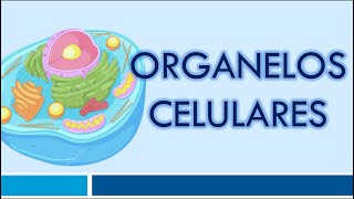 ORGANELOS CELULARES Organelos Membranosos [upl. by Genvieve300]