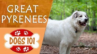 Dogs 101  GREAT PYRENEES  Top Dog Facts About the GREAT PYRENEES [upl. by Imij60]