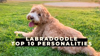 Labradoodle 101  10 Personalities of a Mini Labradoodle [upl. by Layod]