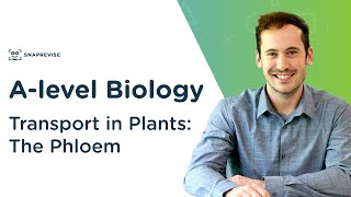 Transport in Plants The Phloem  Alevel Biology  OCR AQA Edexcel [upl. by Hasila]