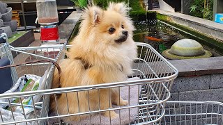 POMERANIAN PUPPY GOES TO GARDEN CENTERFUNNY [upl. by Arinaj]