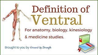 Ventral Definition Anatomy Biology Kinesiology Medicine [upl. by Espy299]