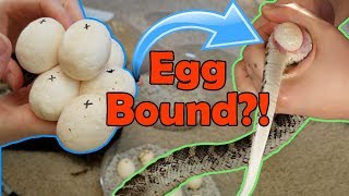 Incubating Bullsnake Eggs My Worst Experience Ever [upl. by Fee]