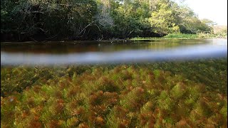 Footage from the Rio Sucuri  a karst stream habitat in Mato Grosso do Sul Brazil [upl. by Notxed]