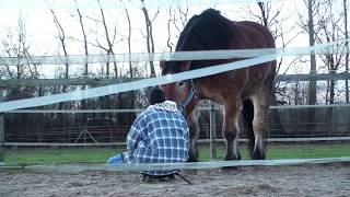 Pferdetraining Horsemanship Kaltblüter Longentraining [upl. by Ecnarwal465]